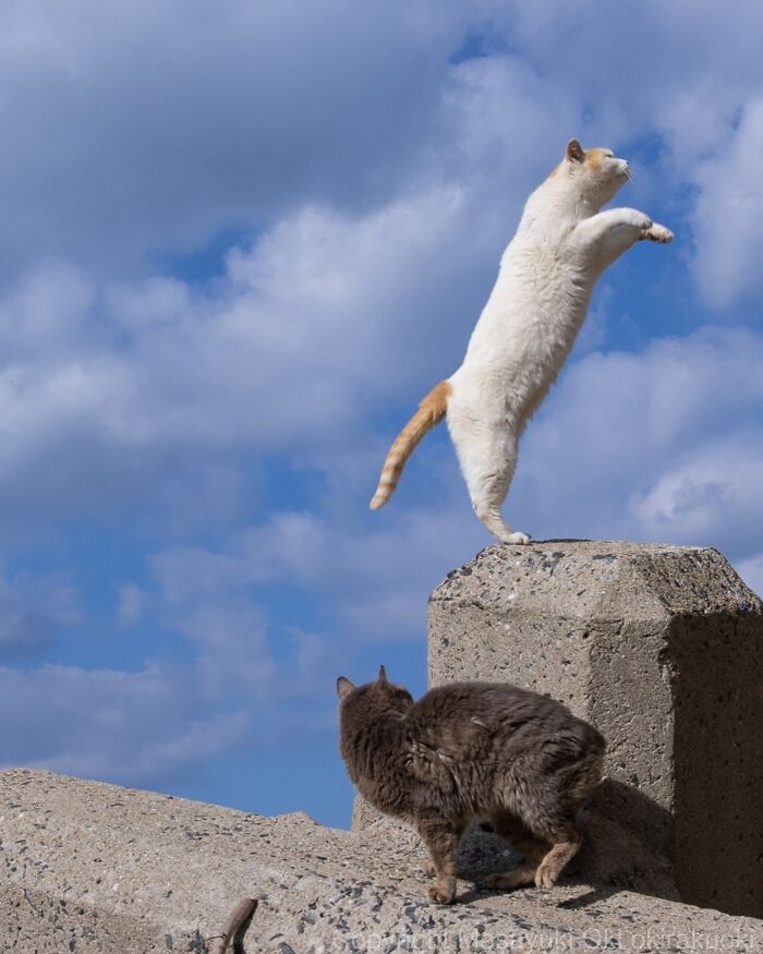 White and gray cats playing on concrete blocks under a bright blue sky capturing quirky and playful cat moments.
