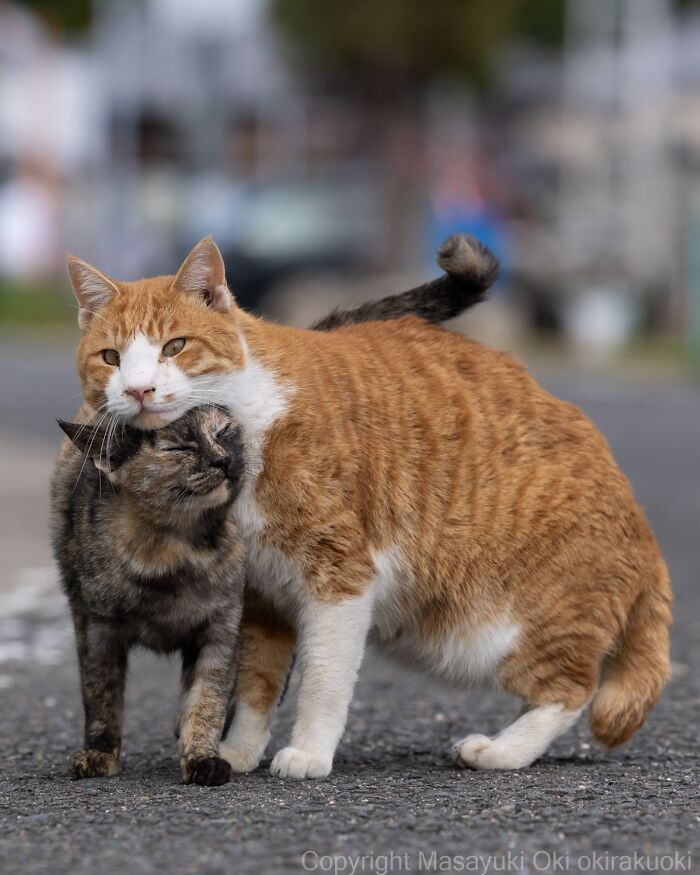 Two playful cats nuzzling each other on a street, showcasing the quirky and playful side of cats in a candid moment.