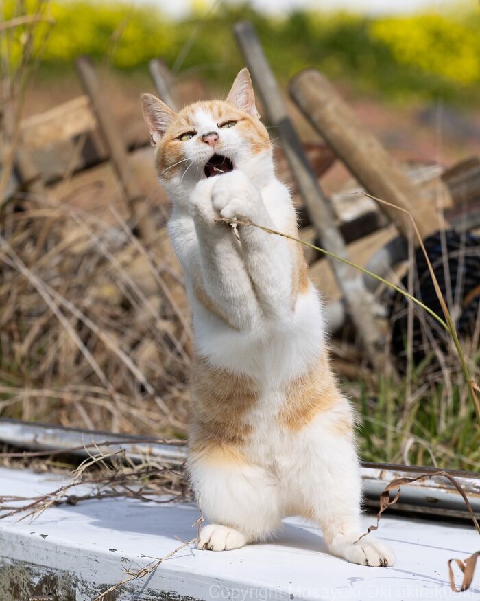 Playful cat standing on hind legs biting a thin plant stem amidst outdoor rustic background.