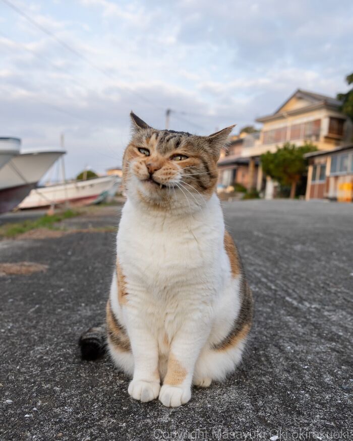 Playful cat sitting on a pathway near boats and houses, showcasing the quirky side of cats in natural light.