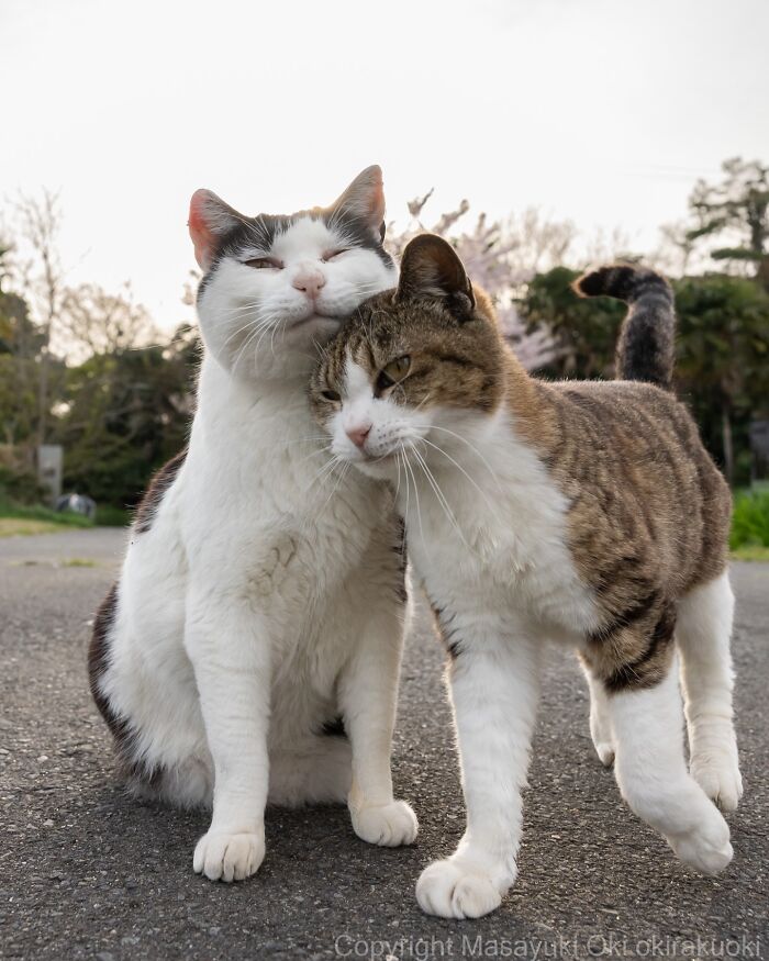 Two cats showing affection outdoors, celebrating the quirky and playful side of cats in a natural setting.