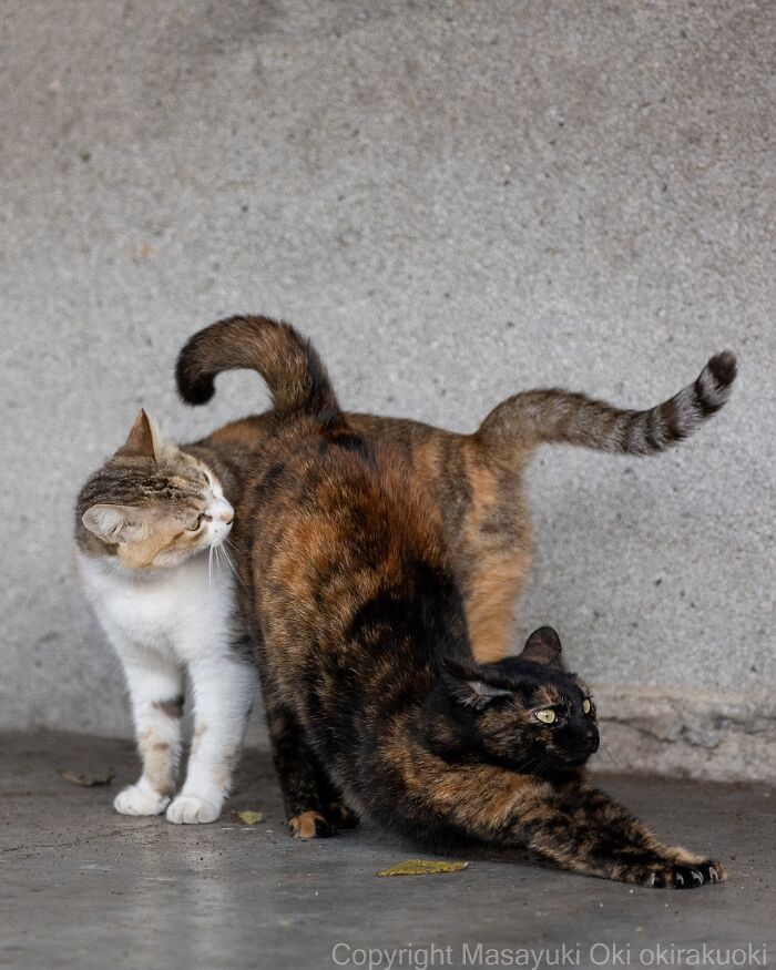 Two playful cats stretching and interacting on a concrete floor, showcasing the quirky and playful side of cats.
