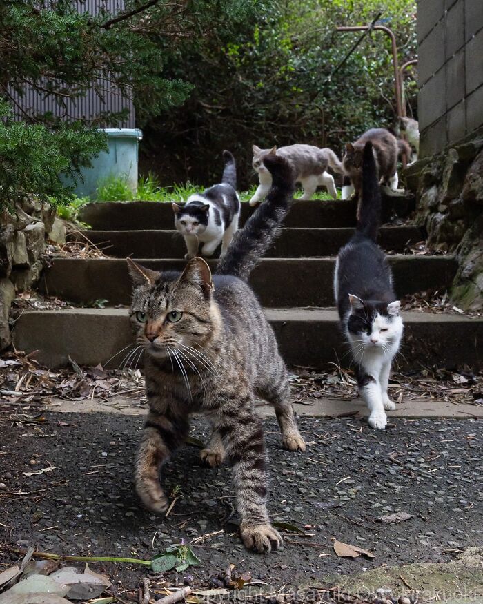 Multiple cats with quirky and playful expressions walking down outdoor steps surrounded by greenery and natural setting.