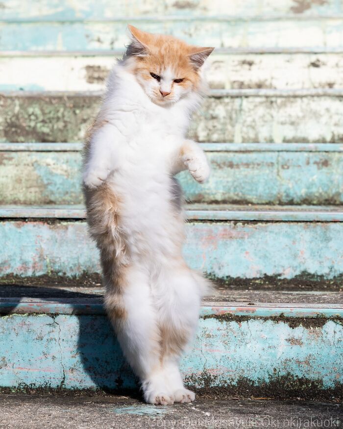 Playful fluffy cat standing on hind legs on worn blue stairs, showcasing quirky and playful side of cats.