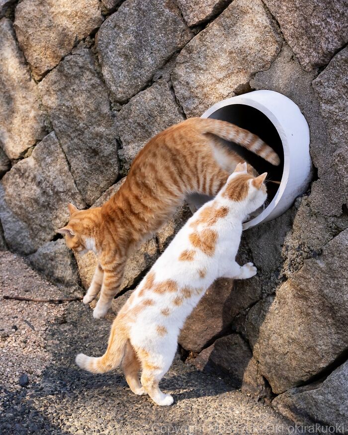 Two playful cats exploring a round hole in a stone wall, showcasing the quirky and playful side of cats.