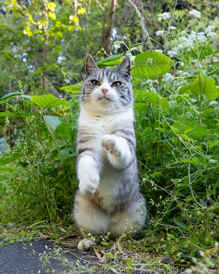 Playful cat standing on hind legs surrounded by green plants, showcasing quirky and playful side of cats in nature.