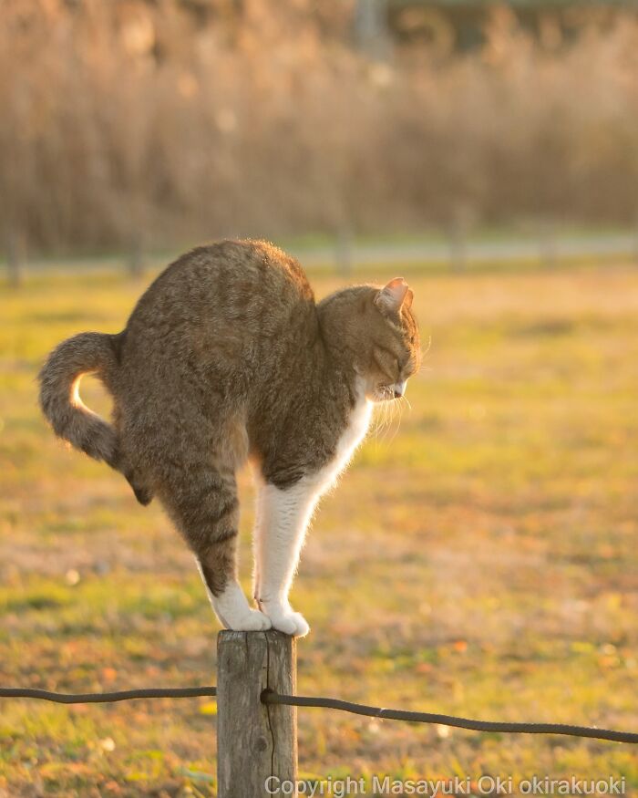 Cat balancing playfully on a wooden post outdoors, showcasing the quirky and playful side of cats in natural light.