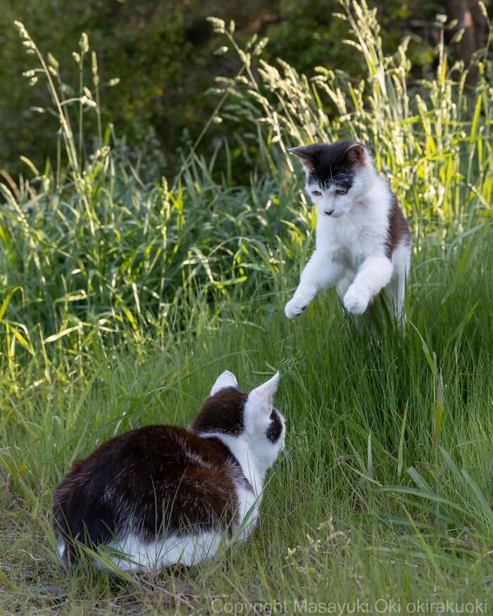 Two playful cats interacting in tall grass, capturing the quirky and playful side of cats in natural outdoor setting.