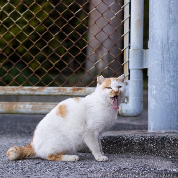 Playful cat with tongue out sitting near chain-link fence, capturing the quirky and playful side of cats by Masayuki Oki.