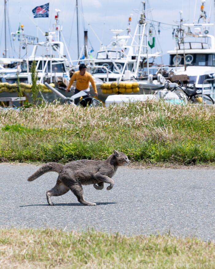 Gray cat in mid-run near a harbor, showcasing the quirky and playful side of cats in an outdoor setting.