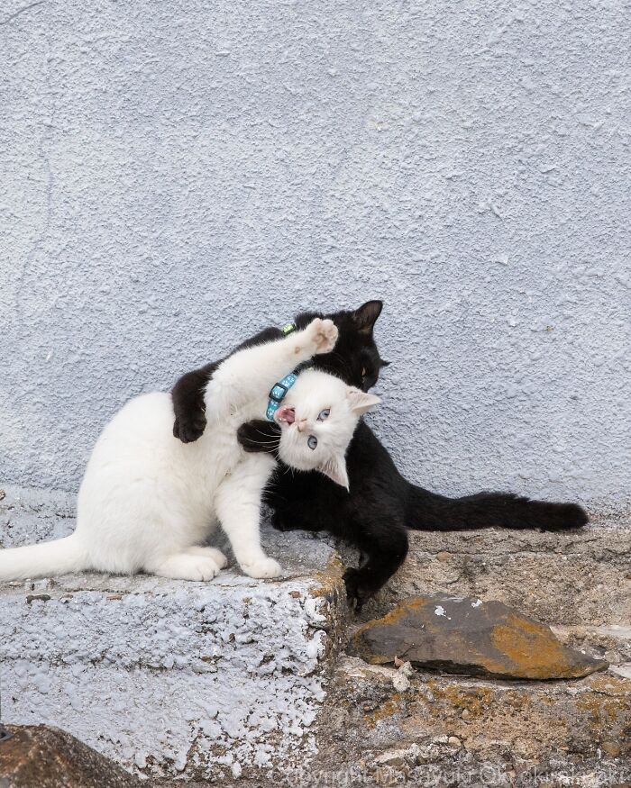 Two playful cats embracing and interacting on a textured concrete surface, showcasing the quirky side of cats.