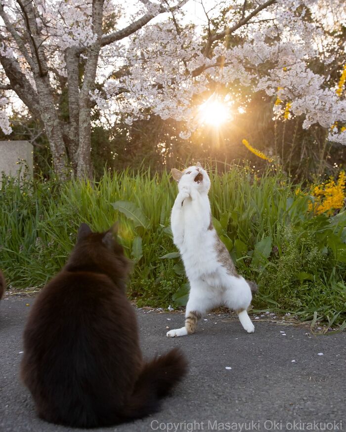 Playful cat standing on hind legs near another cat at sunset under cherry blossoms, showcasing quirky cat moments.