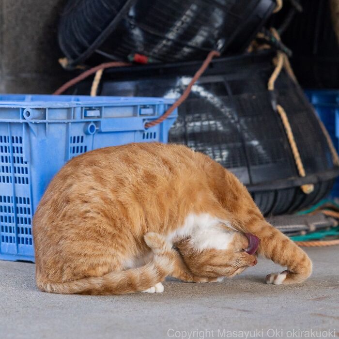 Playful ginger cat in a quirky pose, captured in a candid moment by photographer Masayuki Oki.