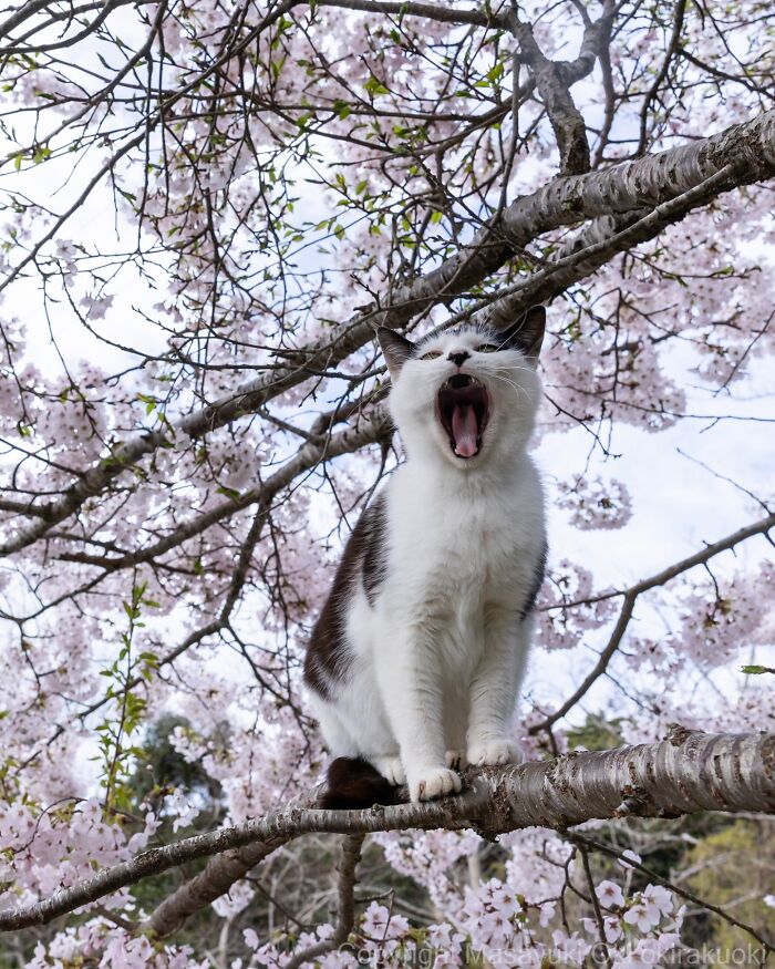 Cat yawning on a tree branch surrounded by blooming flowers, showcasing the quirky and playful side of cats.