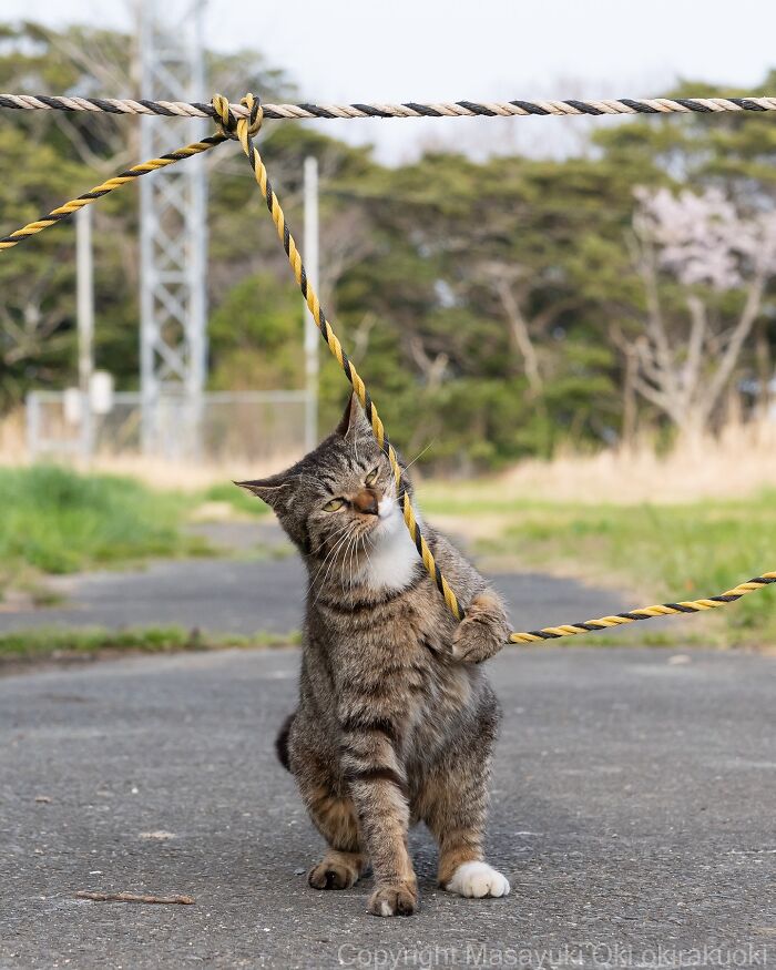 Playful cat biting and holding a rope outdoors, showcasing the quirky and playful side of cats in a natural setting.
