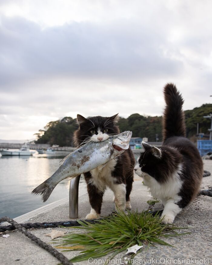 Two playful cats by the water with one holding a large fish, celebrating the quirky and playful side of cats.