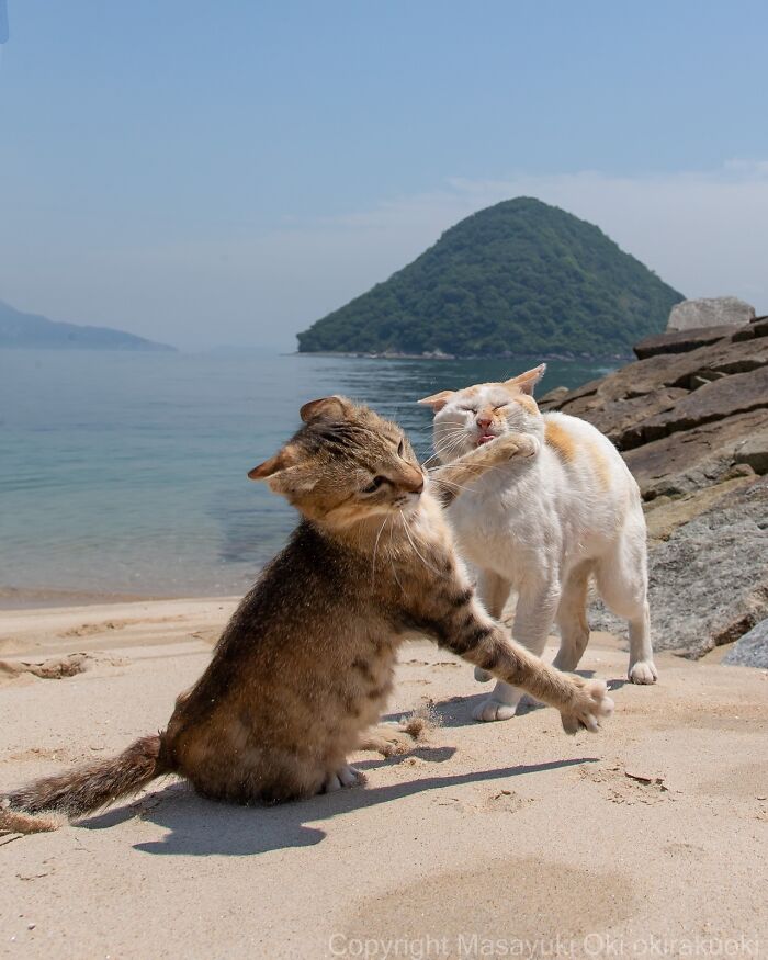 Two playful cats interacting on a sandy beach with water and a green hill in the background, showcasing quirky cat behavior.