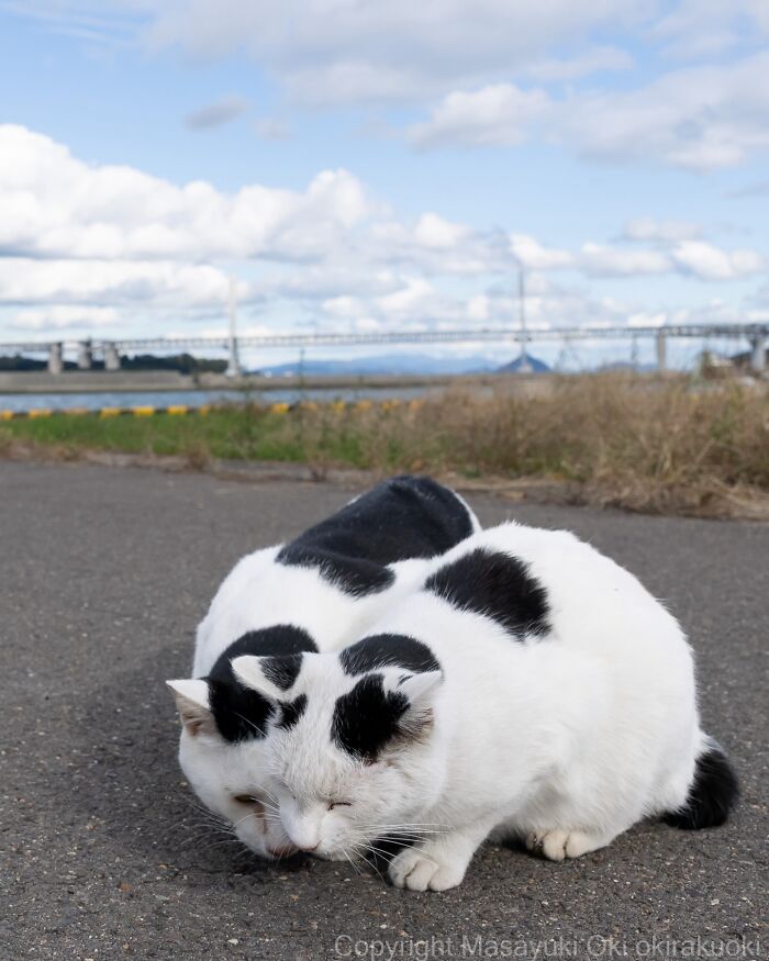 Two playful cats with black and white fur resting closely together on a paved surface outdoors under a blue sky.