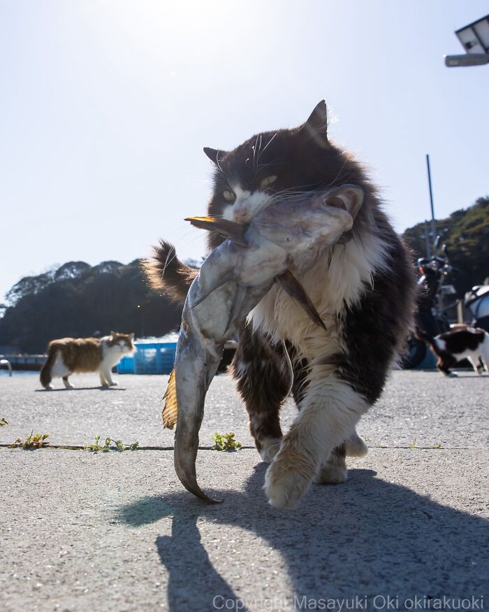 Black and white cat carrying a large fish in its mouth, showcasing quirky and playful side of cats outdoors in daylight.