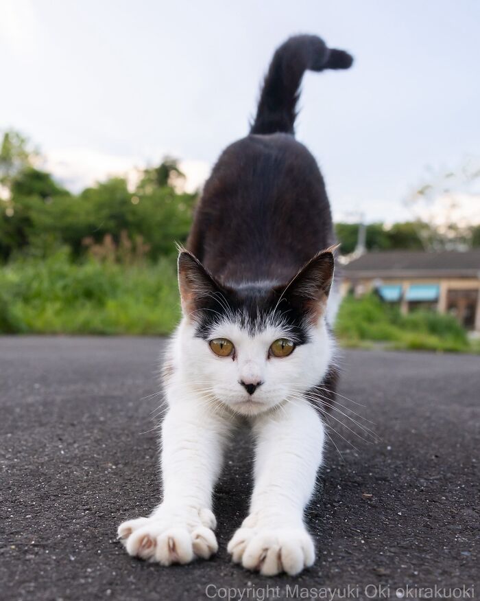 Black and white cat stretching on asphalt road, showcasing the quirky and playful side of cats in outdoor setting.