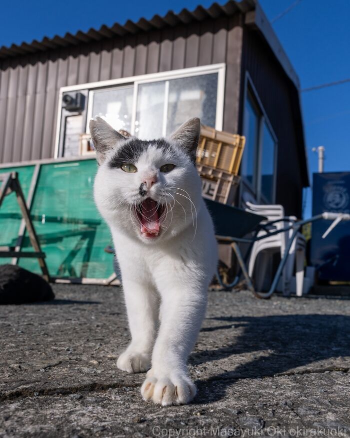 Playful cat with mouth open walking outdoors, showcasing the quirky and playful side of cats in a sunny setting.