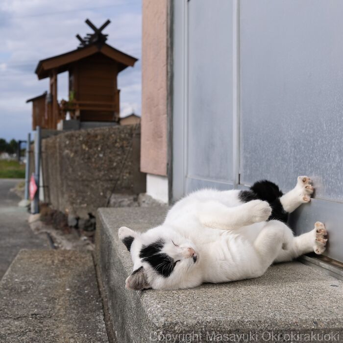 Black and white cat playfully lying on its back outside a building, showcasing the quirky and playful side of cats.