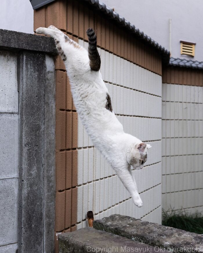 White and brown cat playfully leaping from a wall showing the quirky and playful side of cats in action.