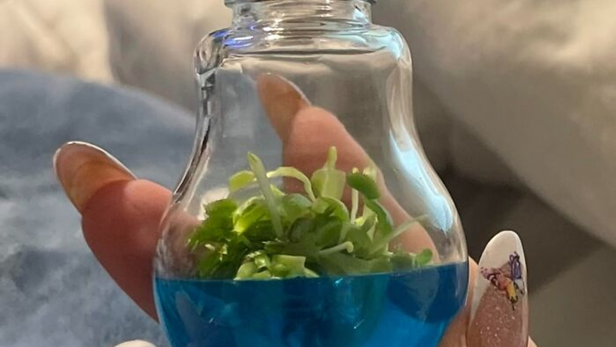 Small green plants growing in blue liquid inside a lightbulb-shaped container, a weirdly wonderful find held by hand