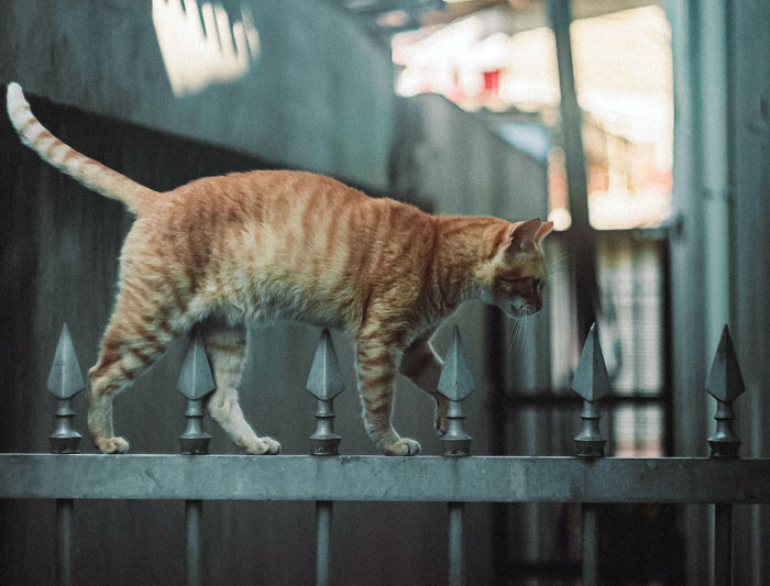 Orange cat cautiously walking on a fence with spikes, highlighting a neighbor dispute over outdoor cats and fence protection. Orange cat cautiously walking on a fence with spikes, highlighting a neighbor dispute over outdoor cats and fence protection.