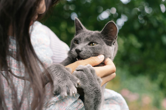 Person holding an outdoor cat gently, illustrating the couple and outdoor cat dispute involving spikes on fence. Person holding an outdoor cat gently, illustrating the couple and outdoor cat dispute involving spikes on fence.