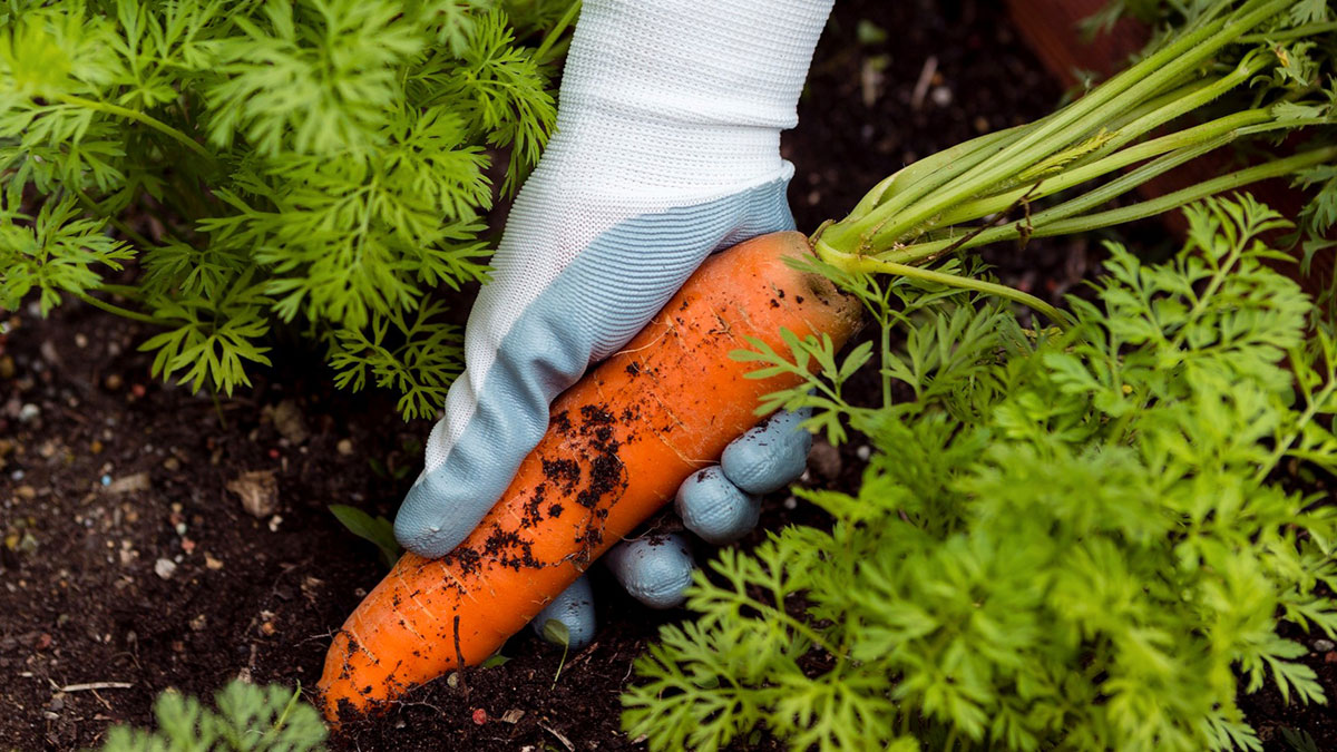 Hand wearing gardening glove pulling a dirty carrot from soil among green carrot leaves, highlighting products requiring extra caution.