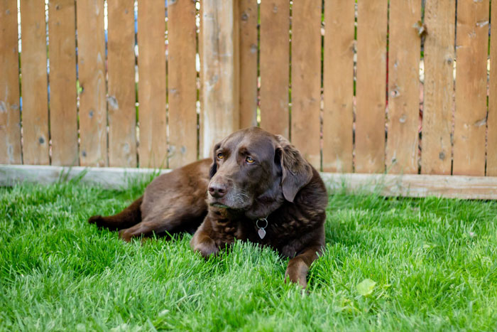 Chocolate Labrador lying on green grass near a wooden fence, relating to neighbor’s kid fast food window for dogs.