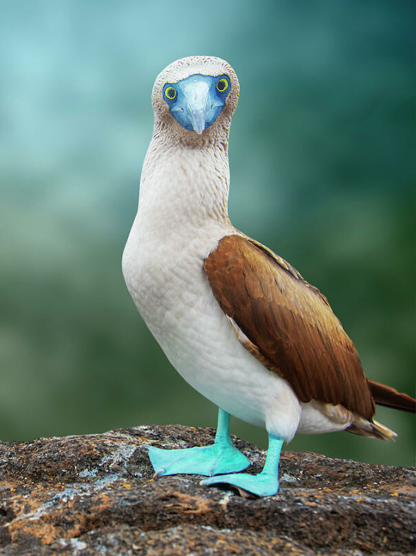 blue-footed-booby-2-antonio-busiello-682bcd44afdac.jpg
