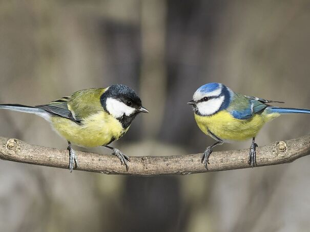 blue-tit-or-great-tit-682bce03a940e.jpg