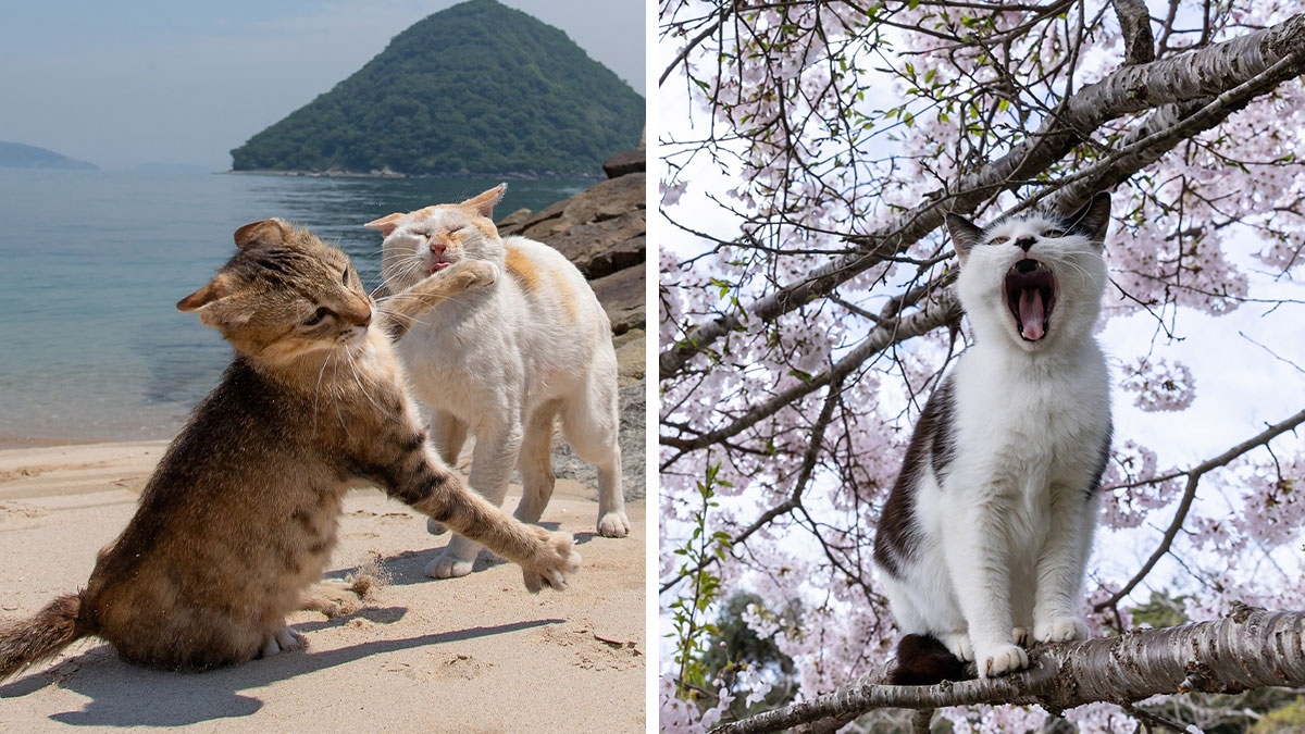 Two playful cats on a beach and a yawning cat on a tree branch with cherry blossoms, showcasing quirky cat moments.