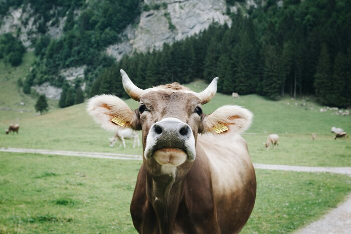 Close-up of a curious cow in a green pasture with trees and rocky hills, representing mind-boggling beliefs smart people hold.