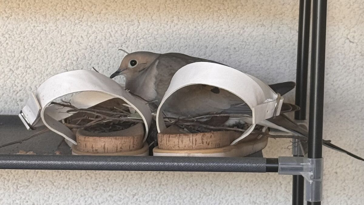 Dove nesting inside white sandals on a shelf, using twigs to build her nest and resting quietly.