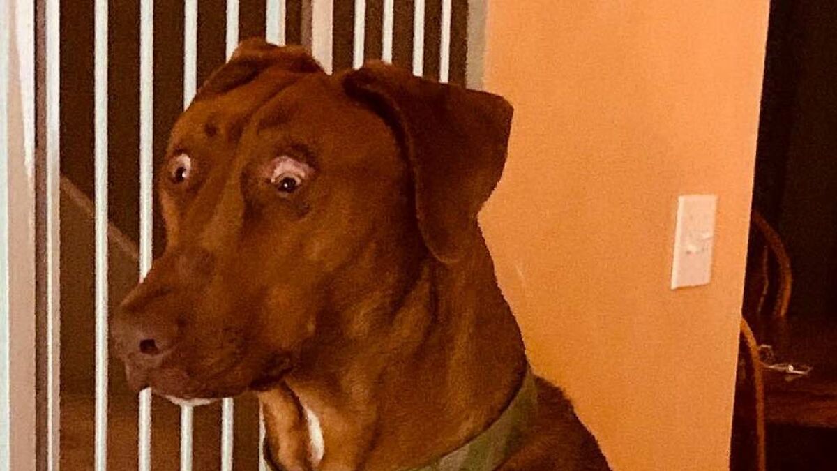 Brown dog with wide eyes sitting indoors near a gate, capturing a funny surprise moment for dog photo sharing.