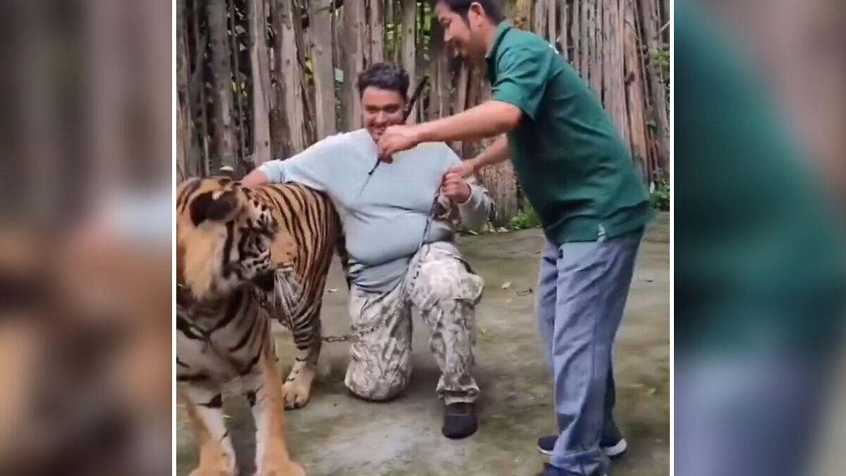 Man kneeling near tiger with another man holding the tiger's leash in an outdoor enclosure setting.