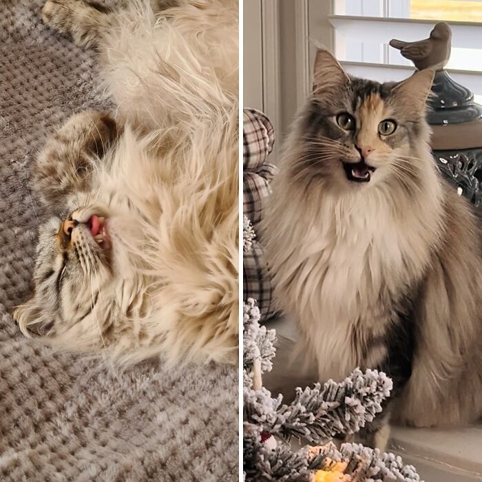 Hey Pandas, Share Your Cutest Pet Photo (Closed)