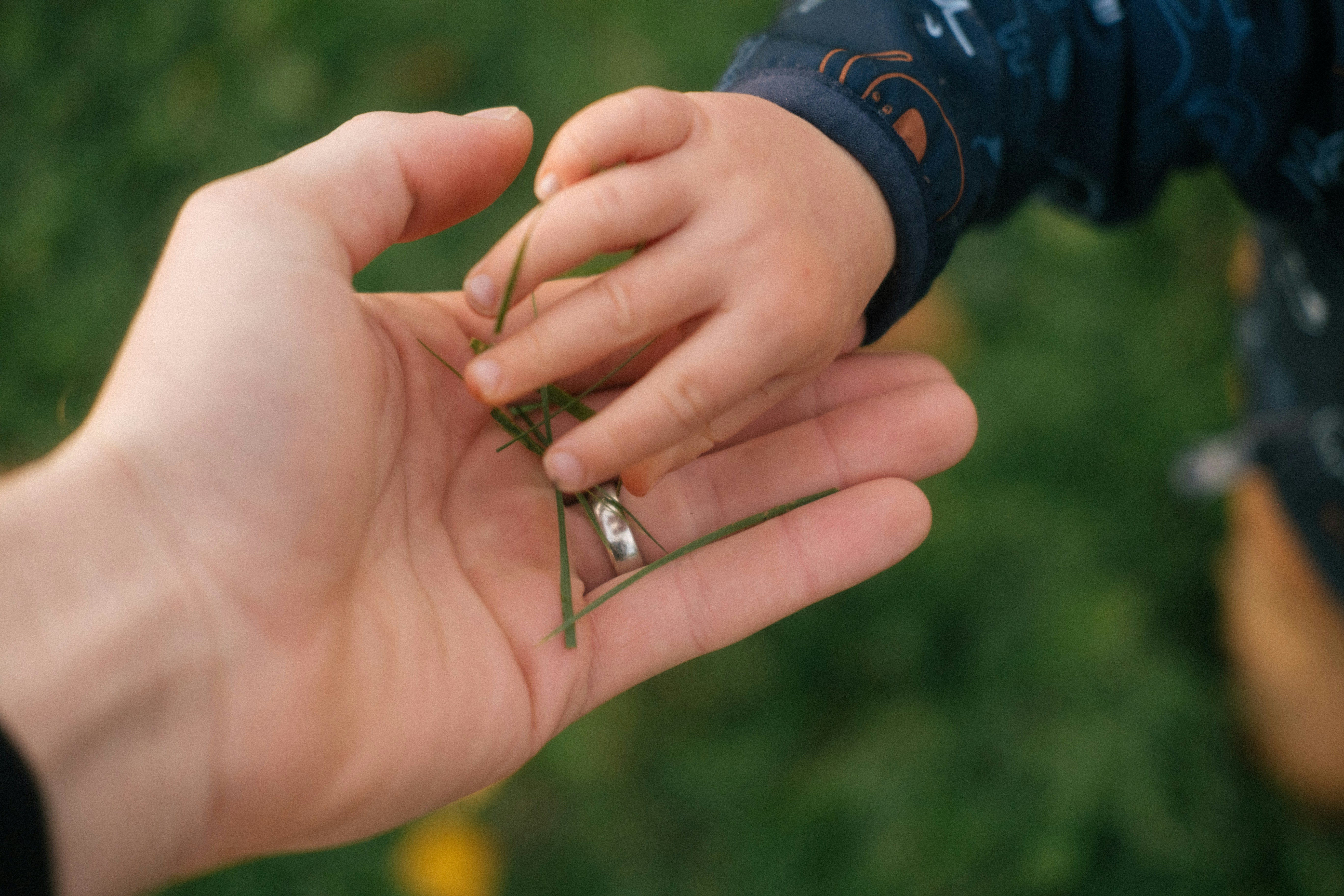 Adult hand holding grass as toddler’s hand reaches in, capturing a moment linked to toddler destroying cake. Adult hand holding grass as toddler’s hand reaches in, capturing a moment linked to toddler destroying cake.