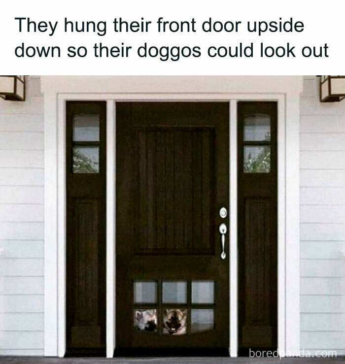 Front door hung upside down with small window at the bottom where dogs look out, showing adorable animals for instant smiles.