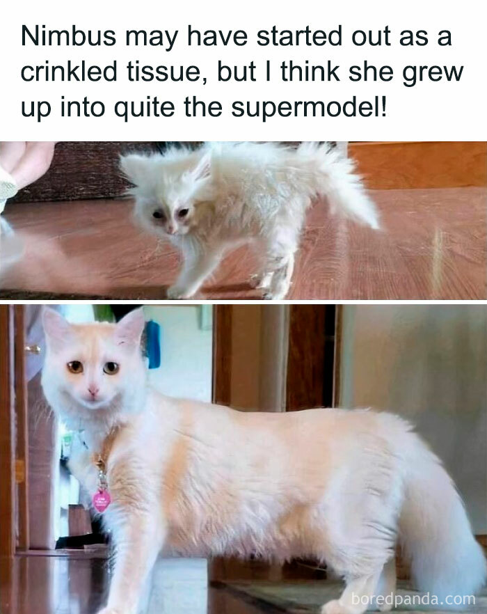 Fluffy white cat growing from scruffy kitten to elegant animal with soft fur indoors, adorable animals instant smiles.