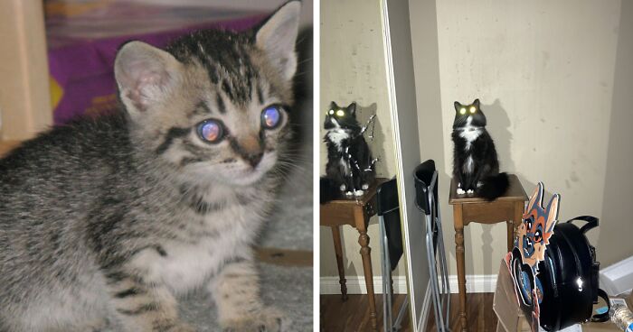 Two photos of pets with glowing eyes resembling demons or cryptids, featuring a kitten and a black cat by a mirror.