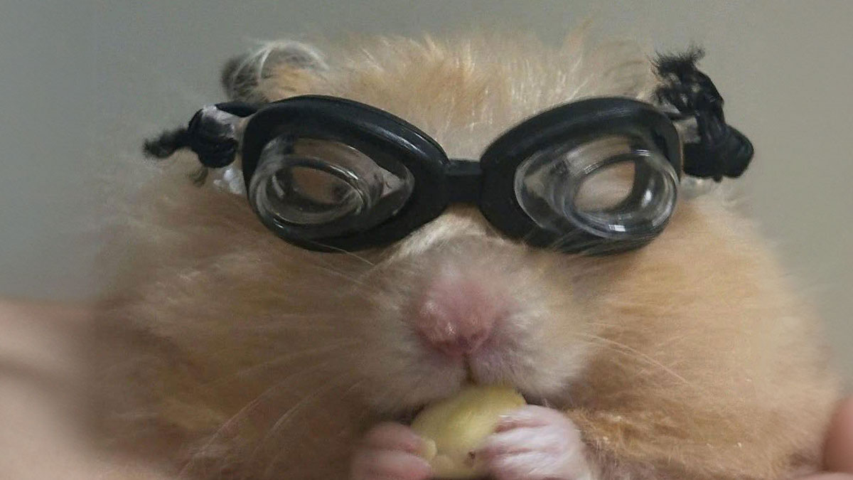 Close-up of a hamster wearing black goggles and holding food, showcasing hilarious animals in goblin mode.