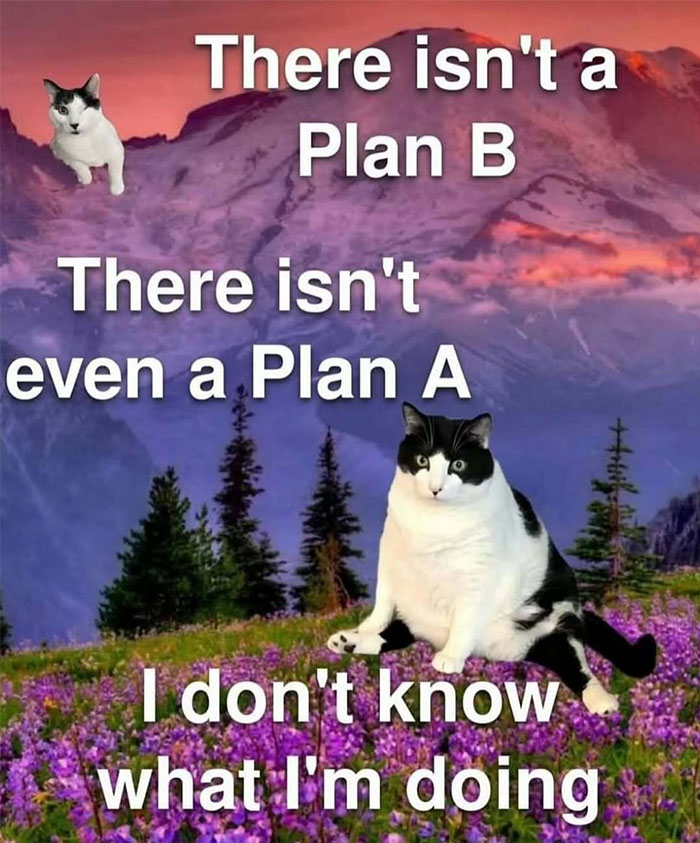 Relatable meme with cats sitting in a mountain field, expressing confusion with no plan A or B.