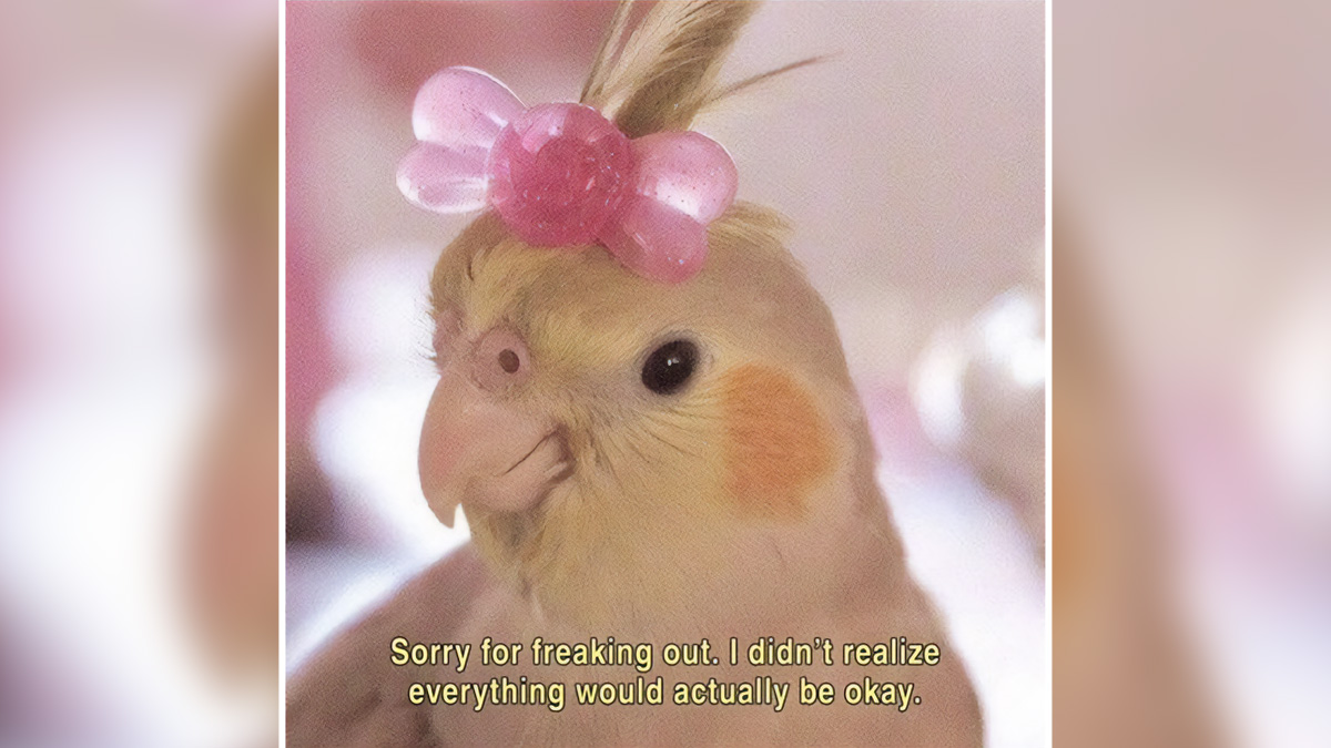Cute bird with a pink bow and relatable meme text about freaking out and things being okay for relatable memes.