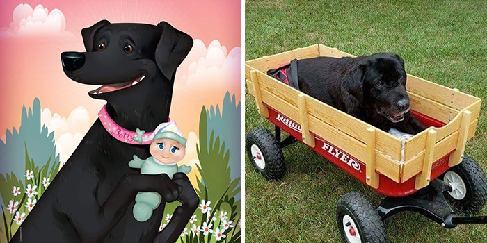 Black Labrador holding a doll in an illustrated portrait and a black Lab sitting in a wooden wagon on grass.