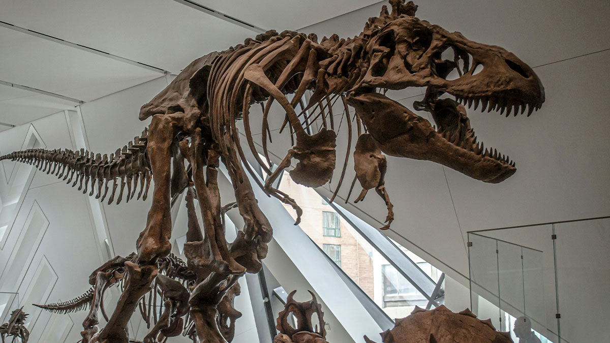 Dinosaur skeleton displayed in a museum illustrating mind-boggling beliefs that smart people still stand behind.