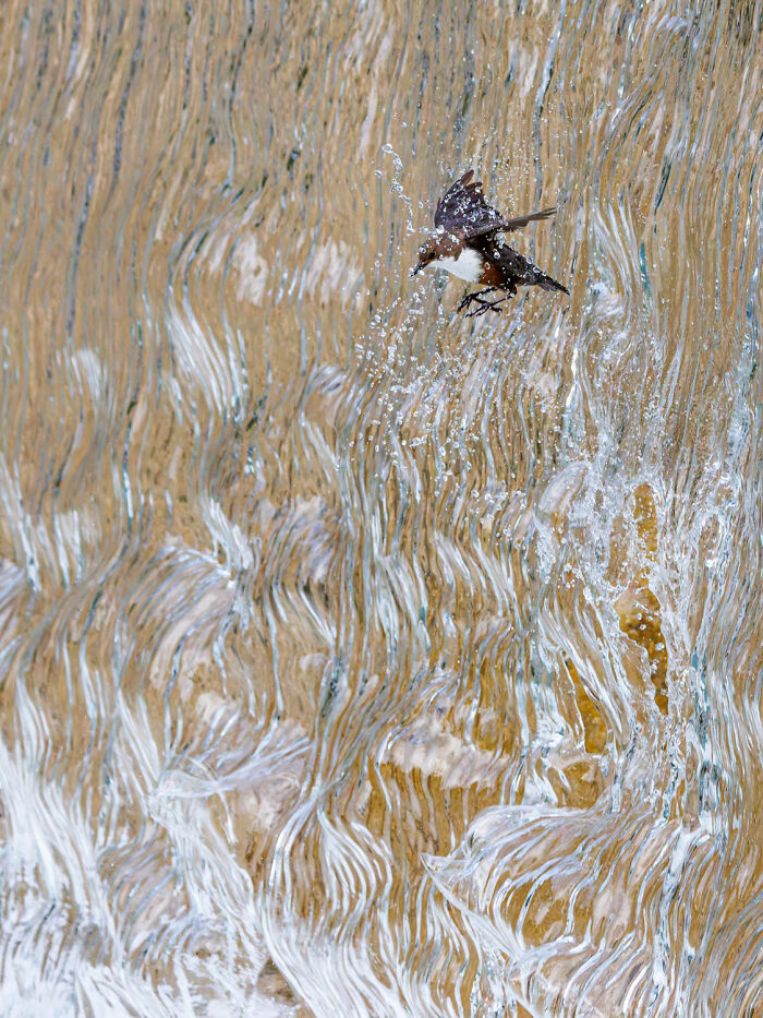 Bird in flight captured splashing through water, showcasing nature’s beauty in GDT 2024 photography winners.